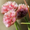 Armeria macloviana - abriachan nurseries